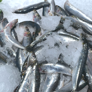 Sardine Atlantique