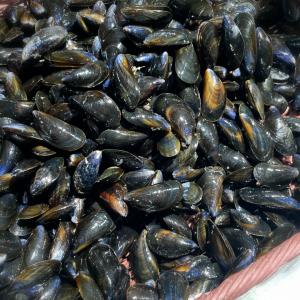 Moules de Bouchot