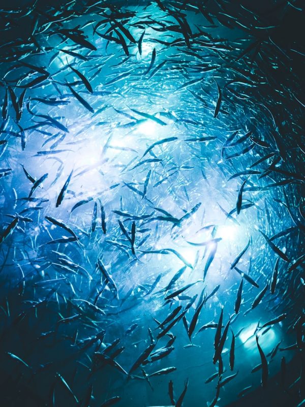 blue and white abstract painting